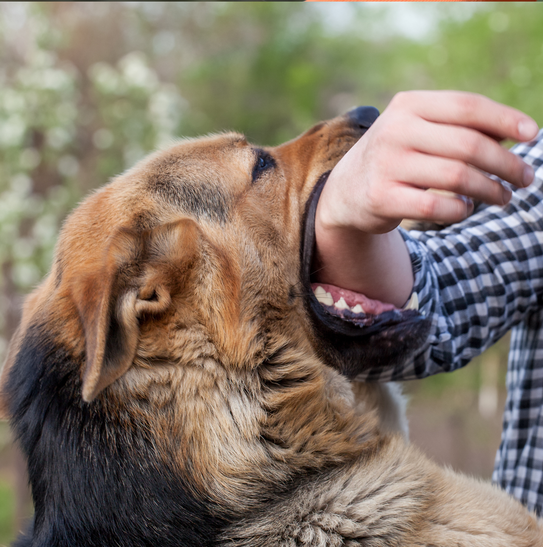 Dog biting a person’s arm during an aggressive incident