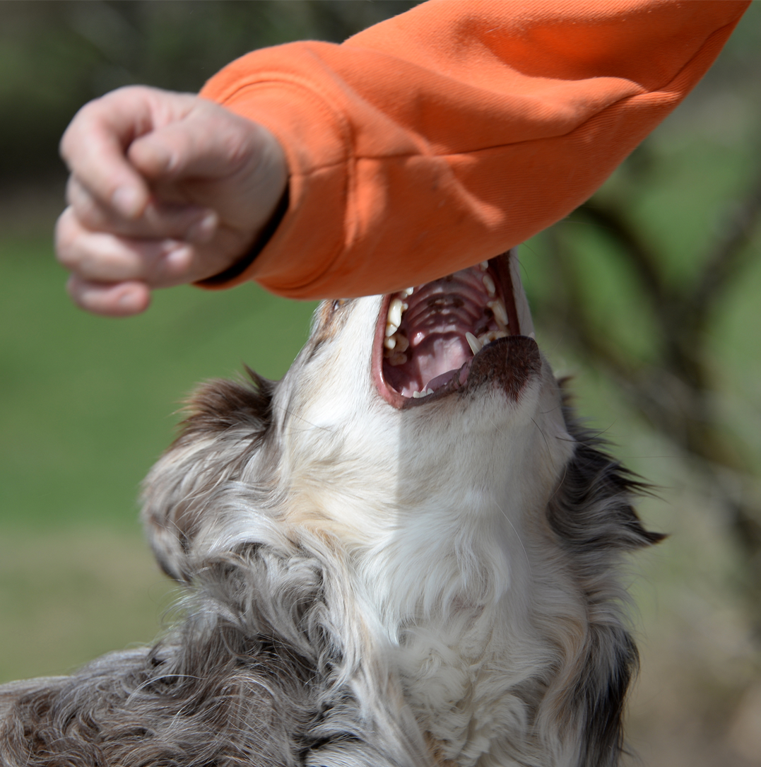 Dog showing aggressive behavior with a concerned person nearby, suggesting legal need after an attack
